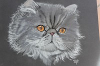 /album/chats/dsc-0828-jpg/