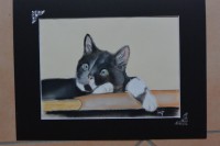 /album/chats/dsc-1874-jpg/