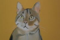 /album/chats/dsc-2179-jpg/