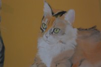 /album/chats/dsc-2178-jpg/